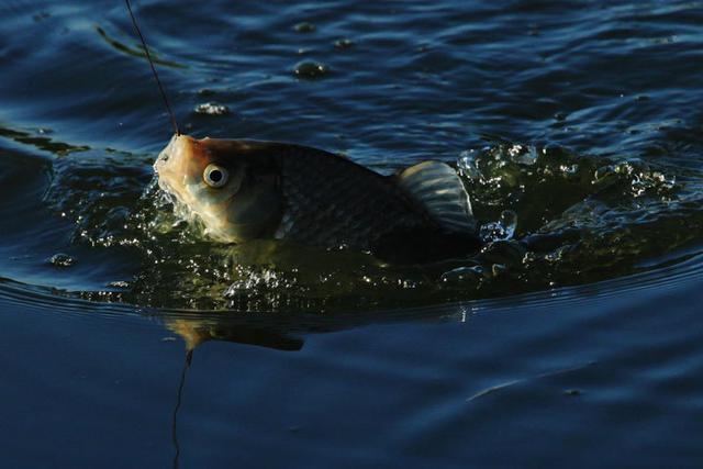 2020口碑最好的魚線_魚線推薦_大力馬魚線價格及品牌推薦