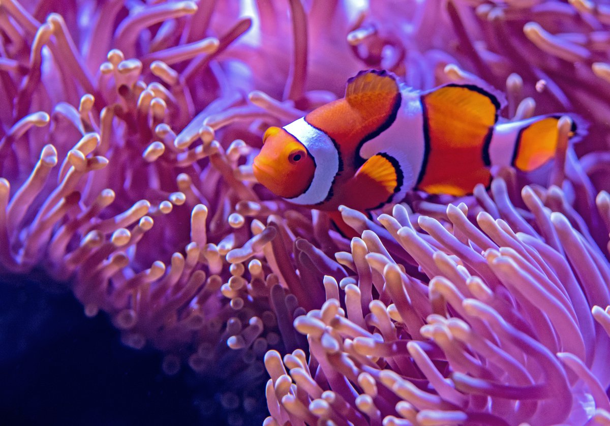海馬屬于魚類嗎_海馬屬于魚類動物嗎_海馬屬于魚類的依據