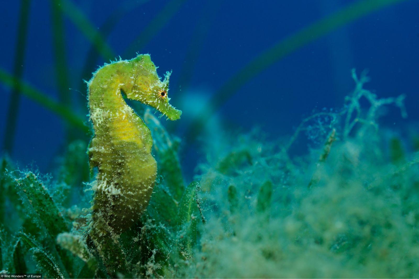 海馬屬于魚類的依據_海馬屬于魚類動物嗎_海馬屬于魚類嗎