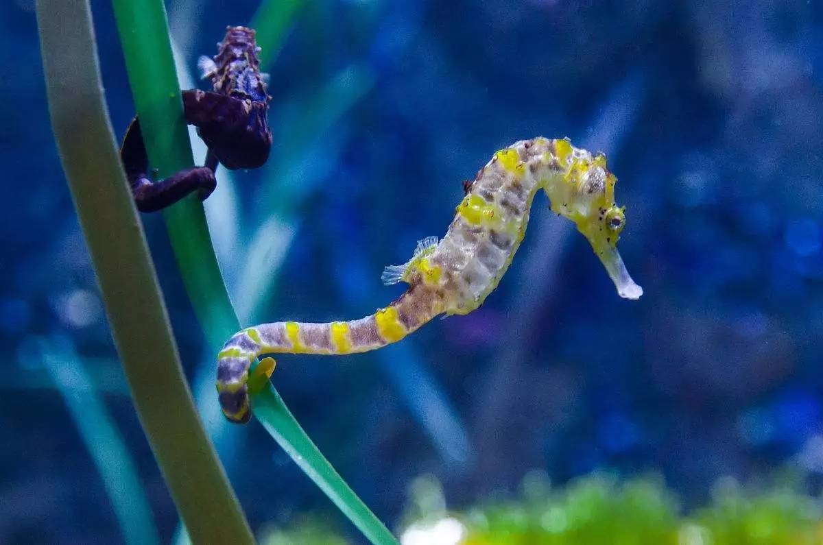 海馬屬于魚類動物嗎_海馬屬于魚類的依據_海馬屬于魚類嗎