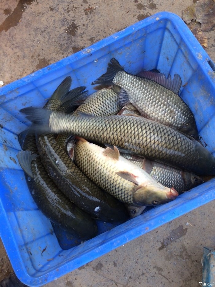 釣草魚技巧有哪幾種_釣草魚的技巧有哪些_釣草魚技巧有幾種