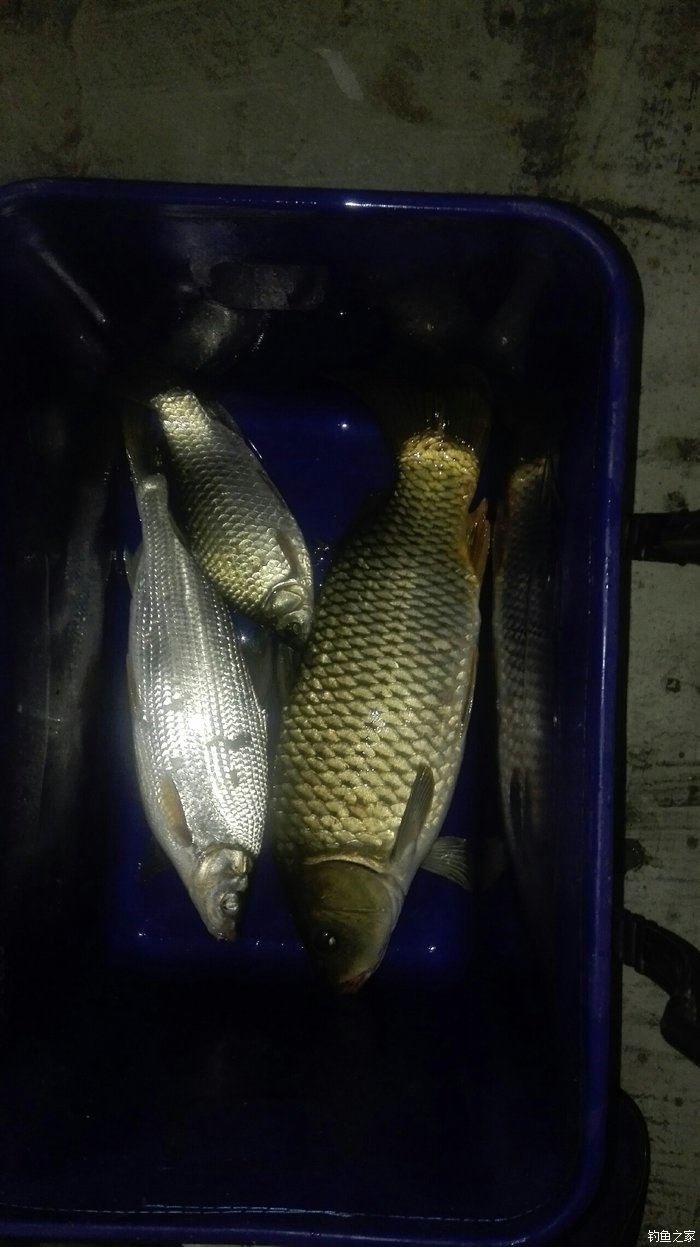 海竿釣法_海竿釣魚法_海竿釣魚怎么釣法