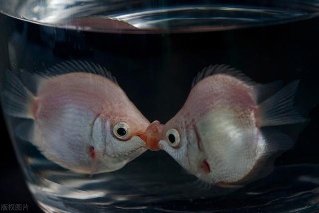 接吻魚養一條會不會死_接吻魚飼養_接吻魚怎么養