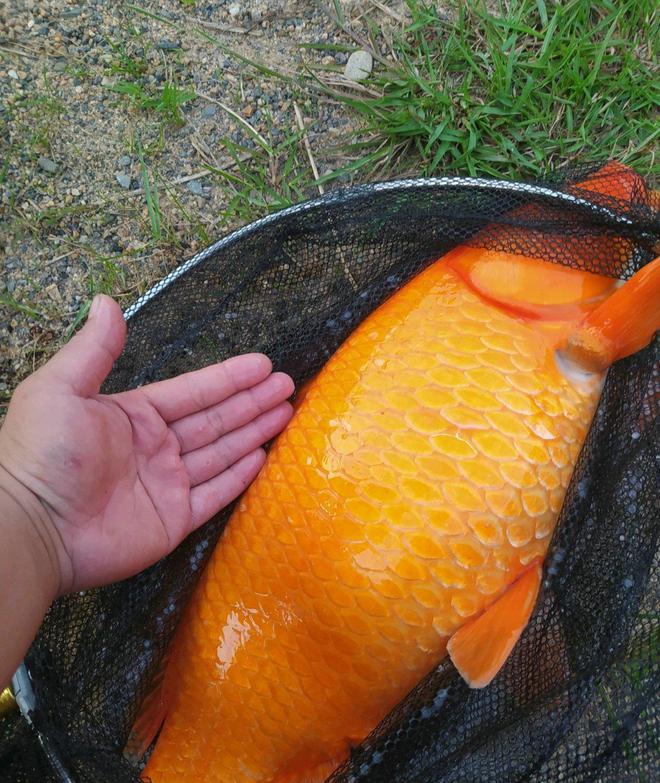 介紹幾種常用的釣魚小藥配方_釣魚配方小藥怎么配_釣魚小藥配方