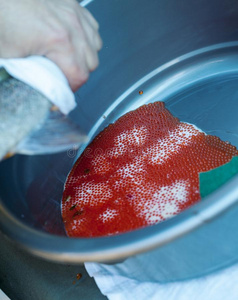 卵胎生魚_卵胎生魚是怎樣繁殖的_卵胎生的魚如何受精