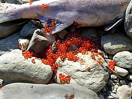 卵胎生的魚如何受精_卵胎生魚_卵胎生魚是怎樣繁殖的