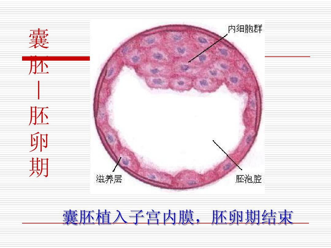 卵胎生魚_卵胎生的魚_卵胎生魚什么時候生寶寶