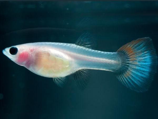 卵胎生的魚_卵胎生魚_卵胎生魚是怎樣繁殖的