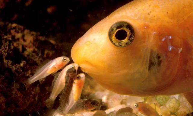 卵胎生魚_卵胎生的魚如何受精_卵胎生魚類的繁殖有何特點