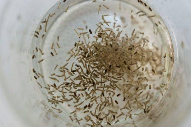 卵胎生的魚如何受精_卵胎生魚類的繁殖有何特點_卵胎生魚