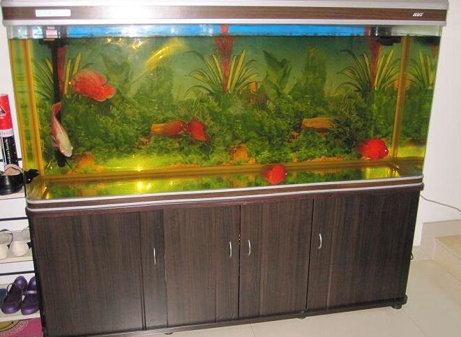 效果客廳擺放魚缸圖片欣賞_效果客廳擺放魚缸圖片_客廳魚缸擺放效果圖