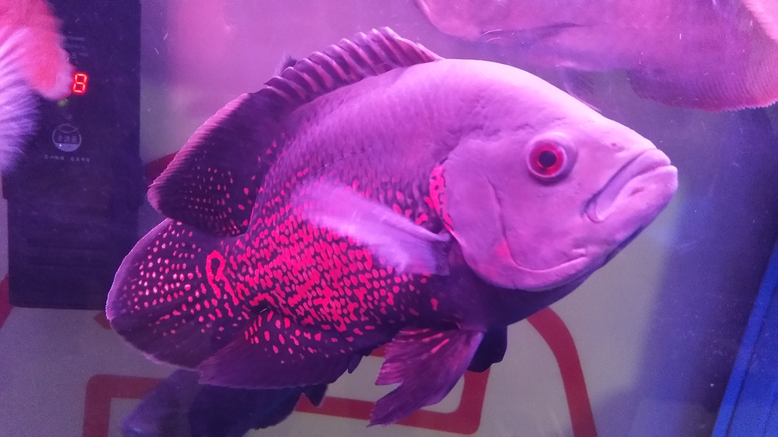 地圖魚吃什么飼料比較好_地圖魚吃什么_地圖魚吃什么