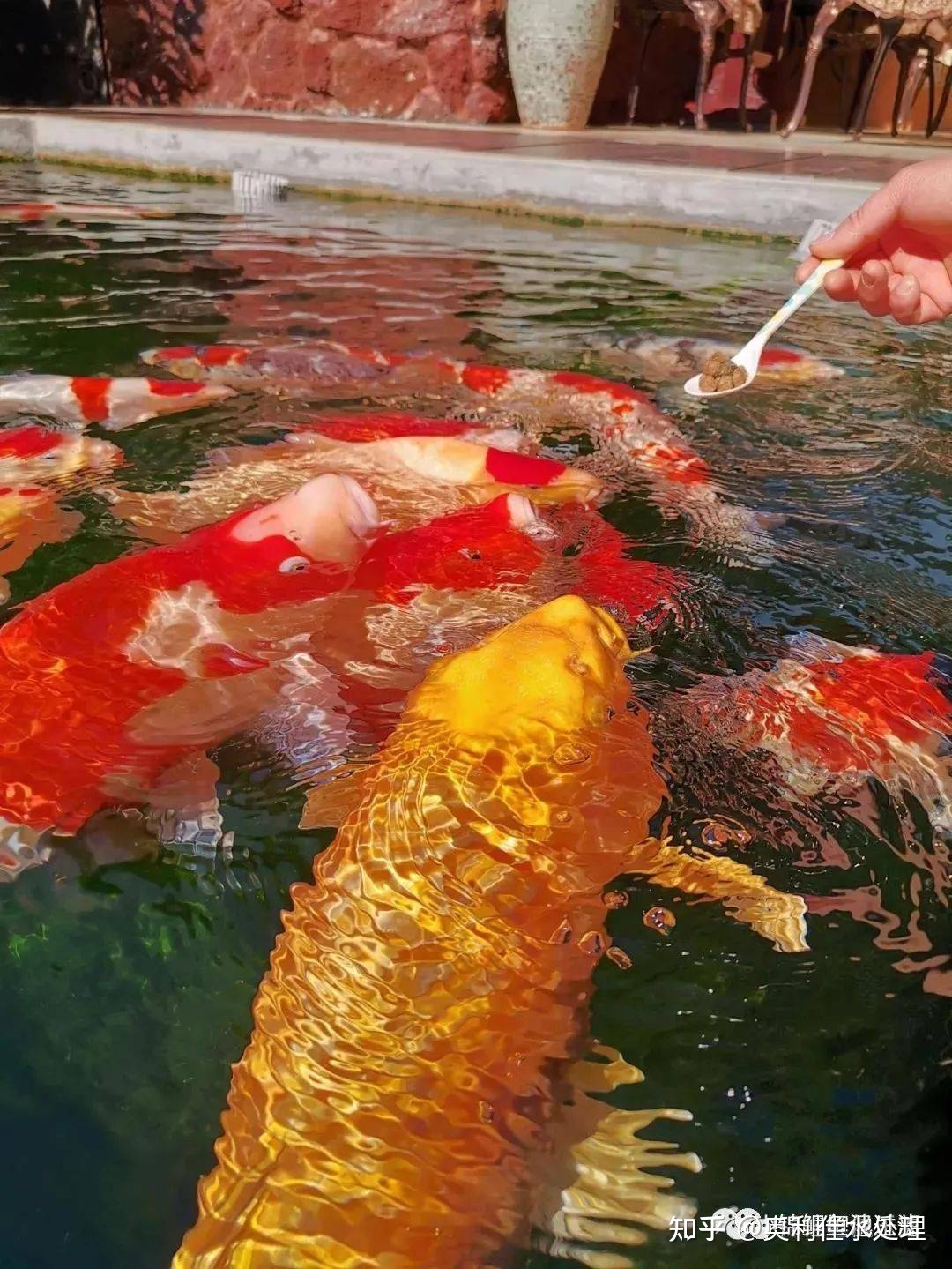 養魚錦鯉_錦鯉魚怎么養_養魚老道談錦鯉魚飼養