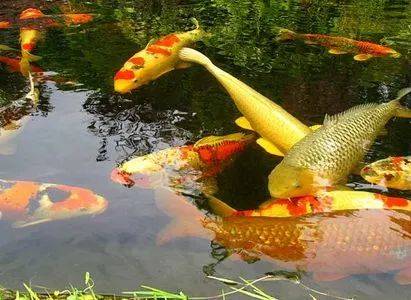 養魚老道談錦鯉魚飼養_錦鯉魚怎么養_養魚錦鯉