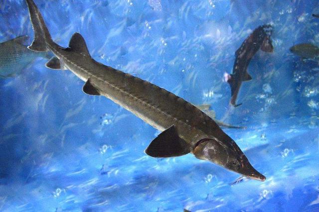 石斑魚哪個地方有毒_石斑魚毒_石斑魚劇毒