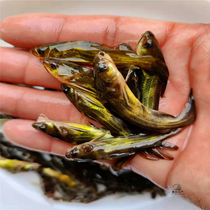 羅非魚養殖_養殖羅非魚賺錢嗎_養殖羅非魚一畝養多少