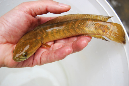 養殖羅非魚賺錢嗎_羅非魚養殖_養殖羅非魚一畝養多少