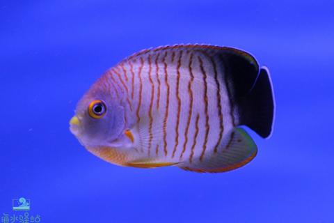 海魚大全_海魚大全名稱圖片大全品種_全部海魚大全