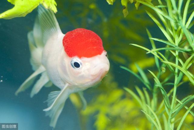 金魚的記憶只有三秒_金魚記憶力幾秒_金魚的記憶真的只有7秒嗎