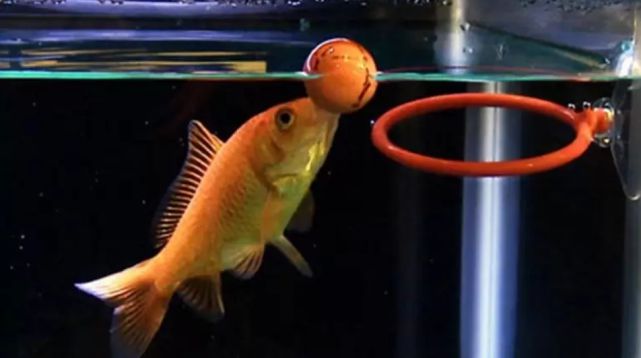 金魚的記憶真的只有7秒嗎_金魚記憶力大師是什么意思_金魚的記憶是不是7秒鐘