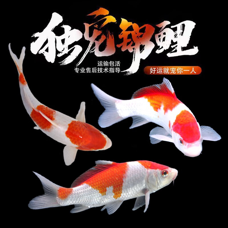 金魚記憶力大師是什么意思_金魚的記憶是不是7秒鐘_金魚的記憶真的只有7秒嗎