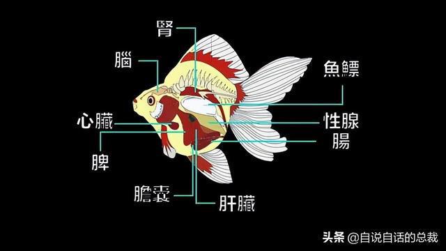 金魚記憶力大師是什么意思_金魚的記憶真的只有7秒嗎_金魚的記憶是不是7秒鐘