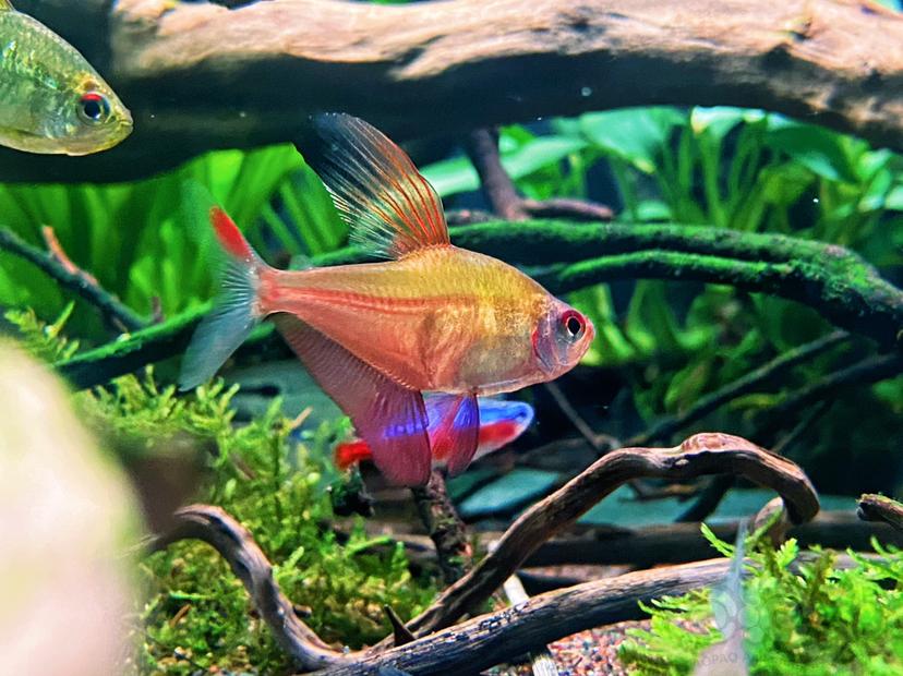 寶蓮燈魚_寶蓮燈魚群游視頻_寶蓮燈魚的種類