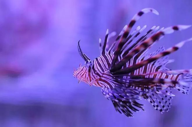 格陵蘭鯊魚壽命_格陵蘭鯊魚_格陵蘭鯊