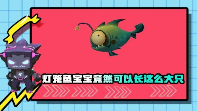 燈魚寶蓮燈母魚大公魚小_寶蓮燈魚視頻欣賞_寶蓮燈魚