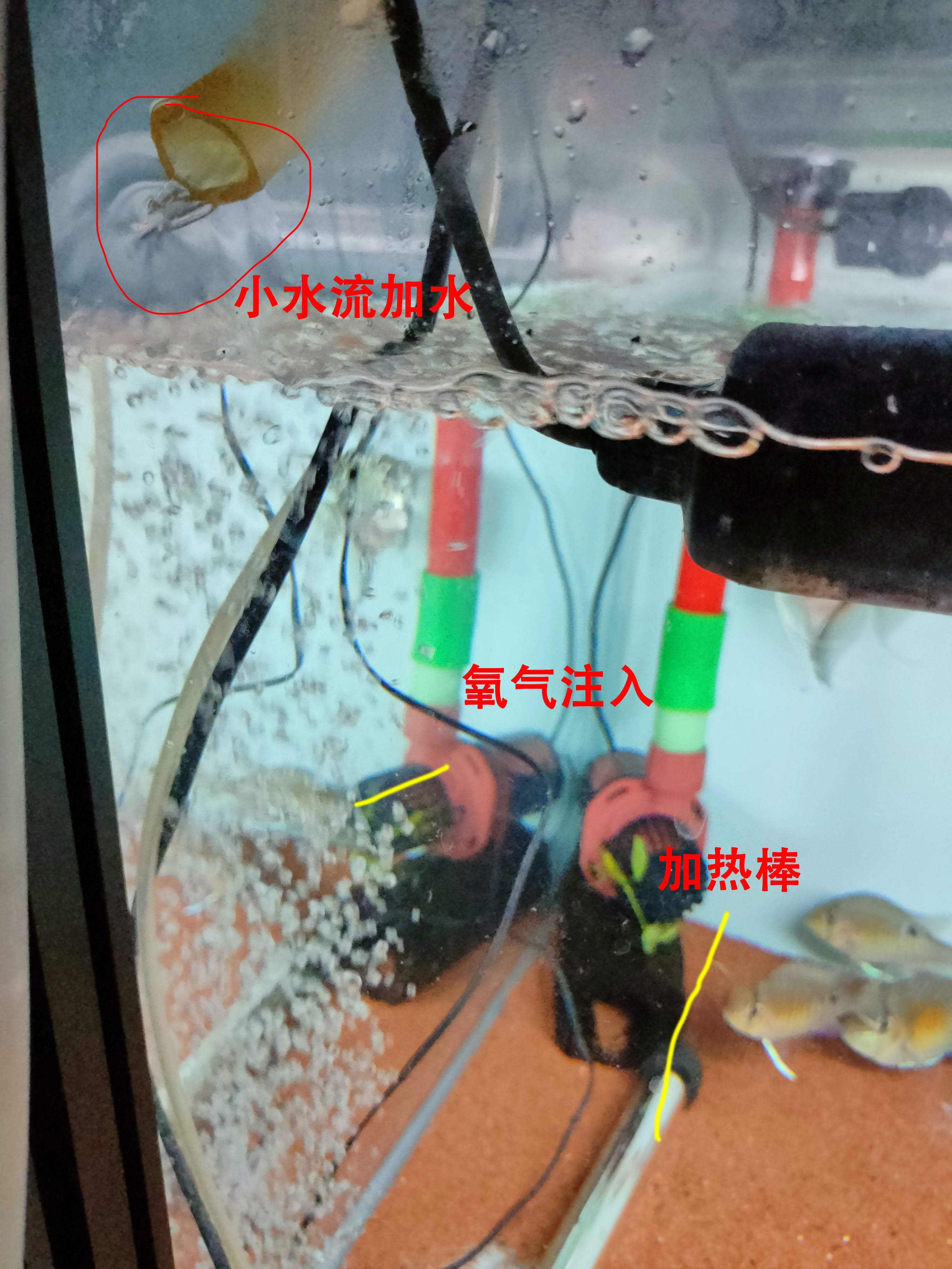 金魚吃魚食占體重的多少_金魚幾天喂一次食_金魚的天然飼料
