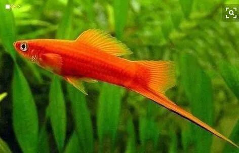 熱帶魚的種類_五種常見熱帶魚品種及特征_熱帶魚種類名稱大全