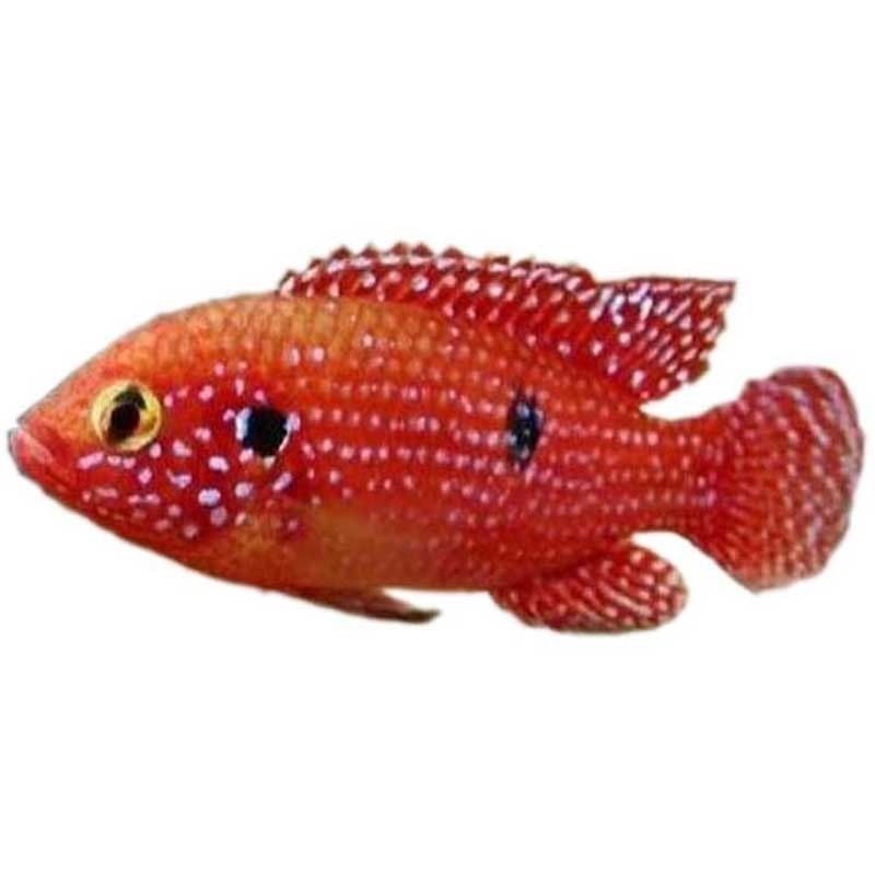 熱帶魚種類名稱大全_五種常見熱帶魚品種及特征_熱帶魚的種類