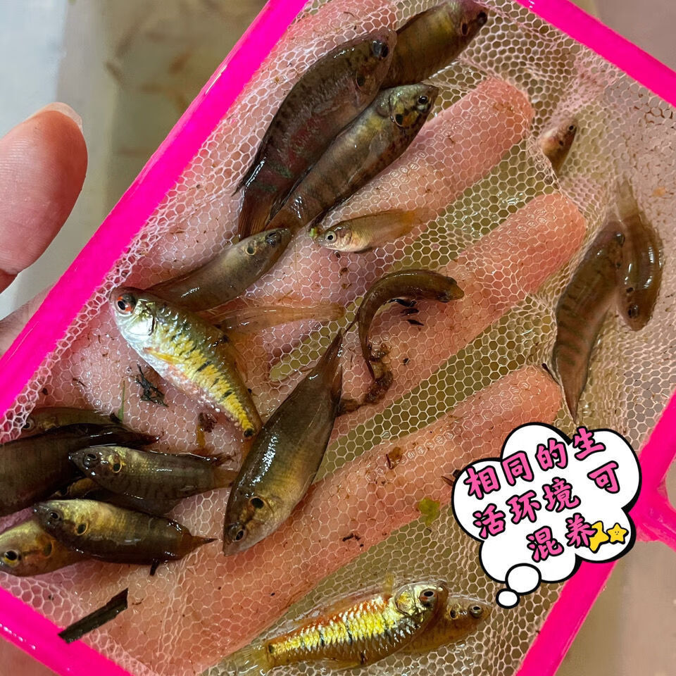 吃小魚的室友_小魚吃吃_吃小魚的室友是閃耀暖暖