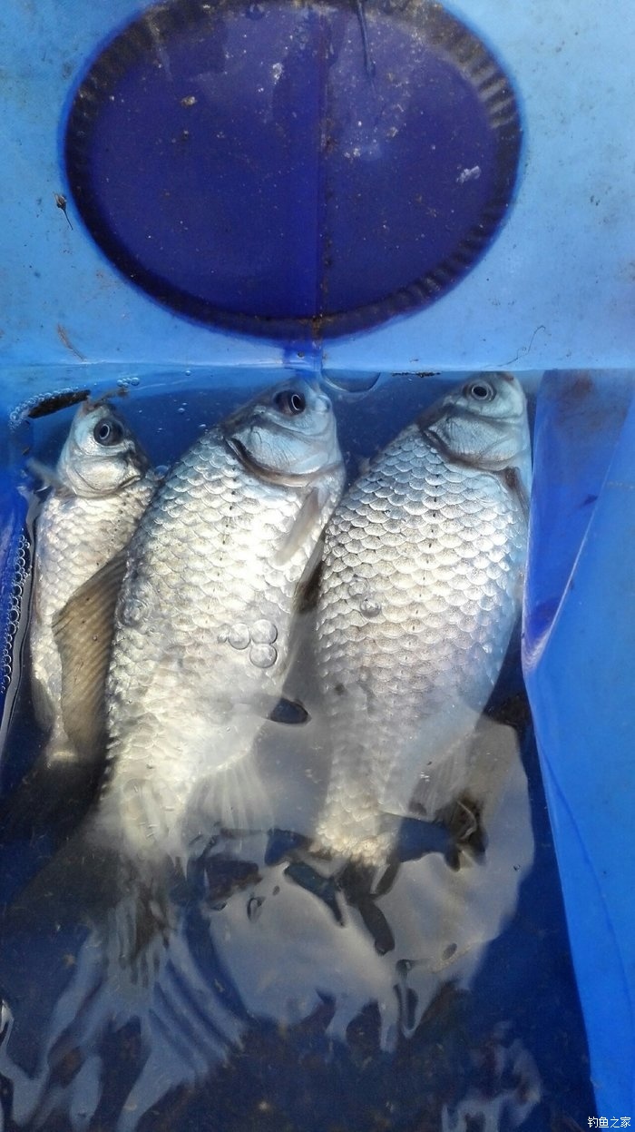 釣水庫鯽魚什么餌料好_水庫釣鯽魚_釣水庫鯽魚用什么餌料