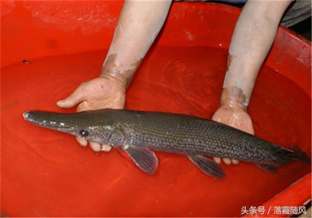 北太平洋巨型章魚vs巨齒鯊_北太平洋巨型章魚_北太平洋巨型章魚百度百科