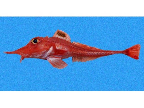 北太平洋巨型章魚vs巨齒鯊_北太平洋巨型章魚_北太平洋巨型章魚百度百科
