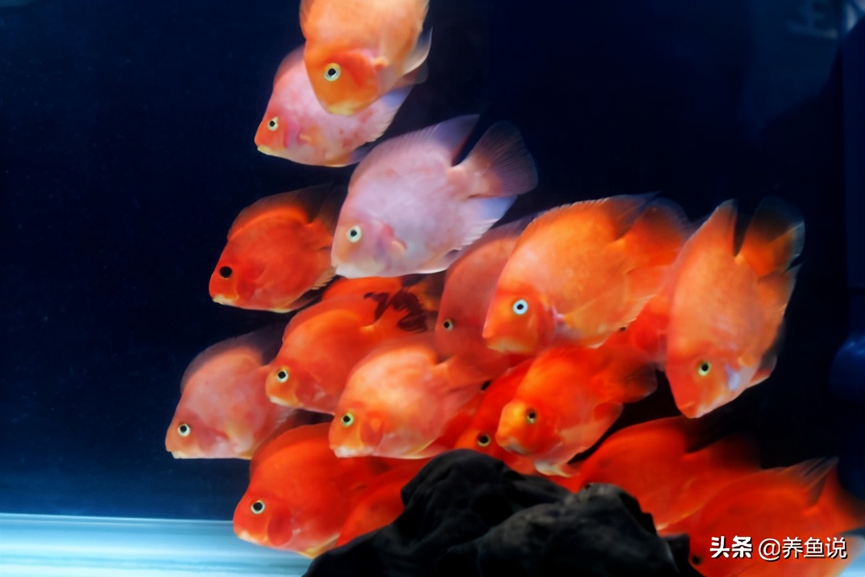 四大家魚_新辣道魚火鍋的魚是什么魚_魚火肴魚火鍋