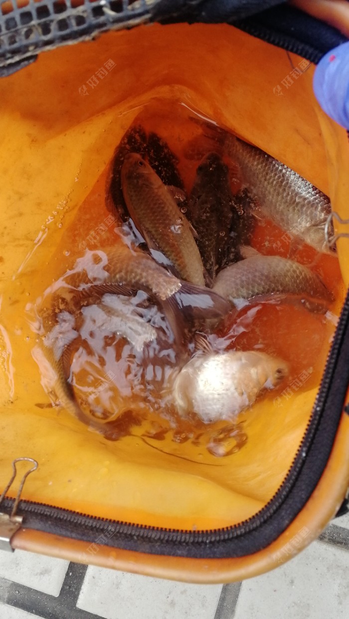 阿魏釣魚小藥配方_阿魏釣魚怎么用_釣魚用的阿魏