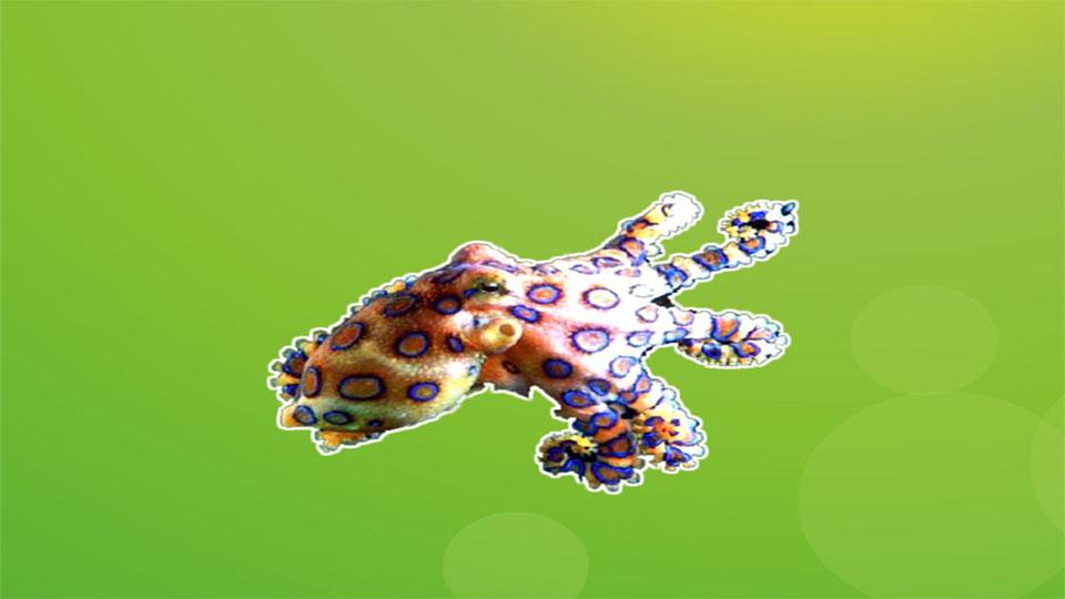 北太平洋巨型章魚_北太平洋大章魚_北太平洋巨型章魚百度百科