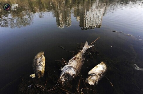 新辣道魚火鍋的魚是什么魚_最貴的魚是什么魚_四大家魚