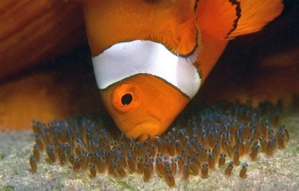 五種常見熱帶魚品種及特征_熱帶魚種類_熱帶魚的種類