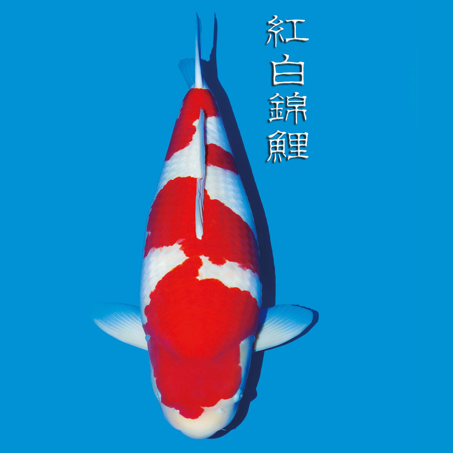 白寫錦鯉不白_錦鯉白寫_錦鯉白寫圖片大全