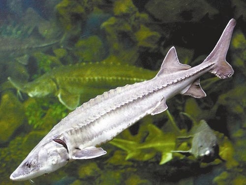 長江鰣魚圖片_長江鰣魚還有野生的嗎_長江鰣魚