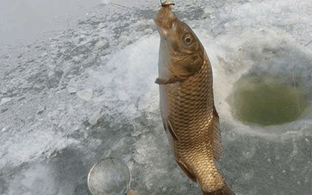釣鯉魚用什么餌料最好_釣鯉魚自制餌料配方_如何釣鯉魚