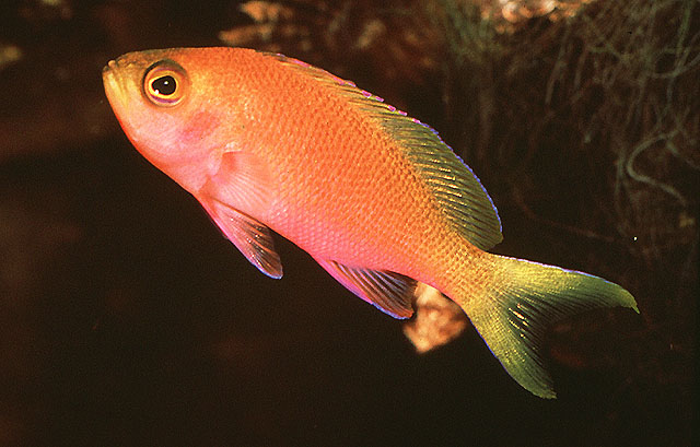 大全名稱圖片魚類圖_魚大全名字和圖片_魚類大全名稱圖片