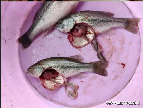 鱸魚吃好嗎_鱸魚為何要少吃_鱸魚不吃