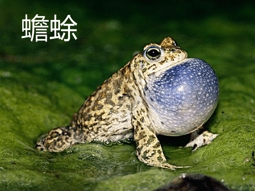 蟾蜍有毒嗎_蟾蜍有毒嗎_蟾蜍有毒嗎