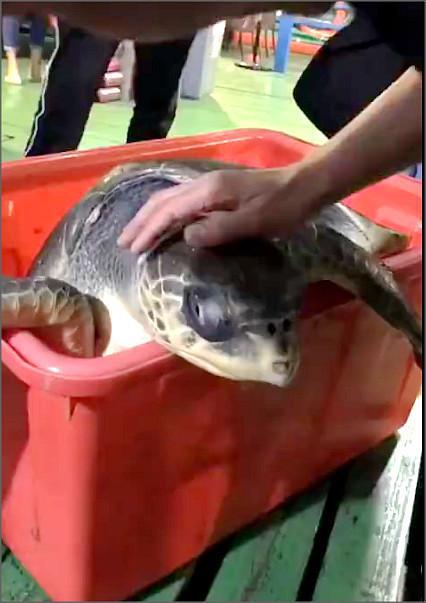 烏龜死前有什么預兆_烏龜征兆臨死前的表現_烏龜臨死前的征兆
