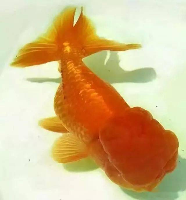 金魚身上白點_金魚白點身上有白點_金魚身上有白點