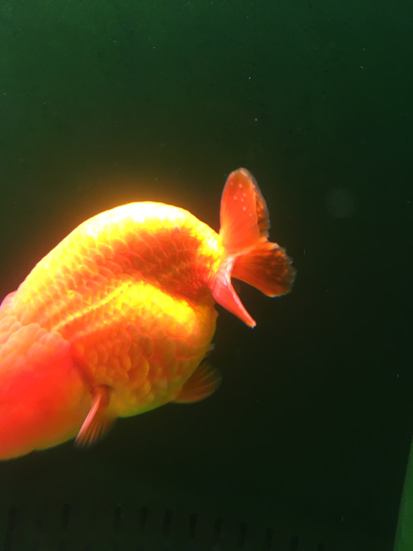 金魚身上白點_金魚白點身上有白點_金魚身上有白點